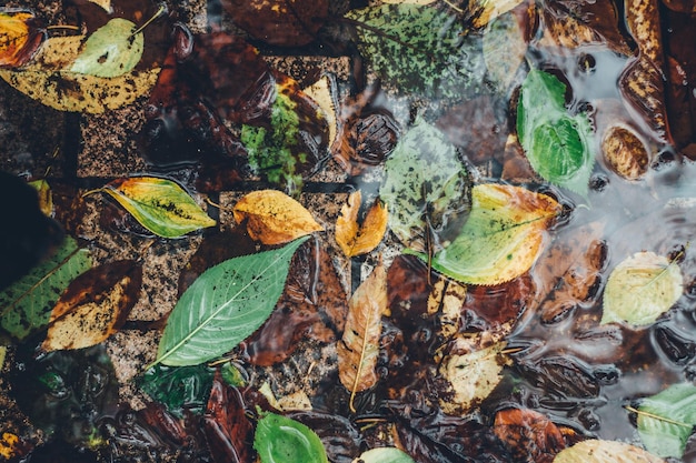 Foto justo por encima de la toma de las hojas de otoño en el charco