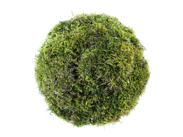 Justo por encima de la toma de una planta verde fresca contra un fondo blanco