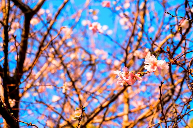 Juugatsu sakura en el parque Ueno