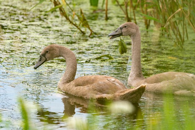 Juvenil cisne mudo Cygnus olor en el agua