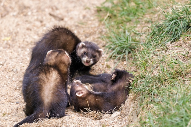 Juvenil europeo Polecats mustela putorius jugando