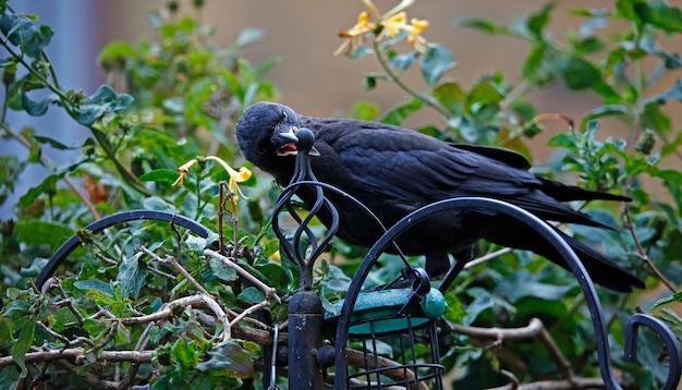 Juvenile Jackdaw, die von Erwachsenen gefüttert werden