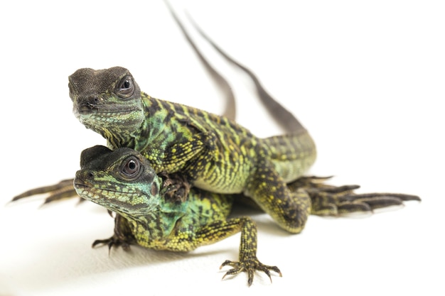 Juvenile Sailfin Dragon Lizard