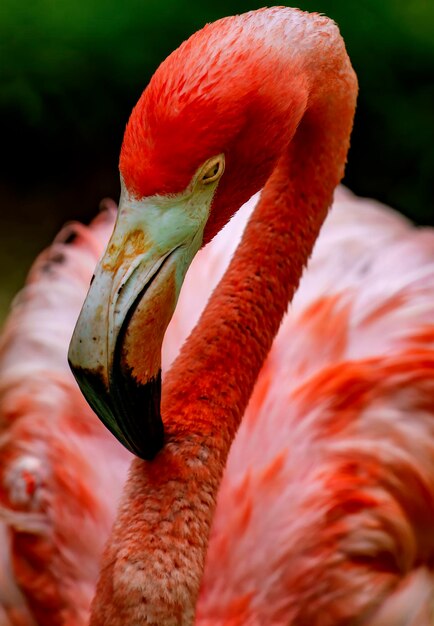 K-Flamingos en una reserva de vida silvestre del Caribe