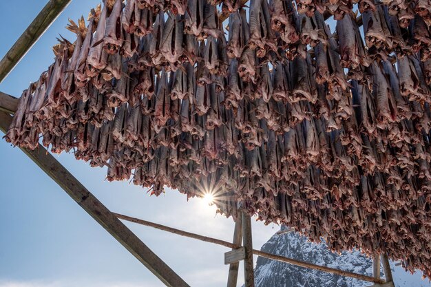 Kabeljau kopflos trocknen auf Holzgestellen