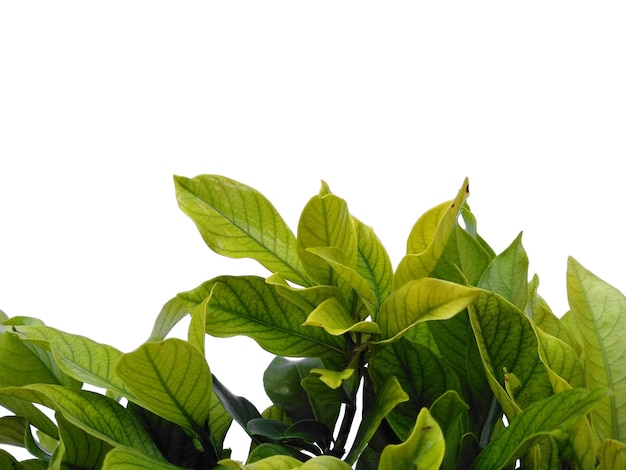 Kacapiring oder Gardenia augusta oder Kapjasminblätter lokalisiert auf weißem Hintergrund