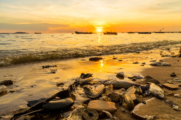 Kadaver von Meerestieren am Strand während des Sonnenuntergangs