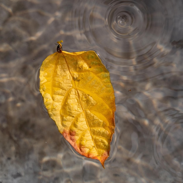 Käfer auf einem gelben Blatt auf dem ausgewählten Fokus des Wassers