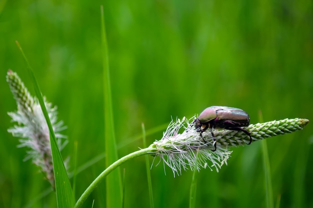 Käfer auf einem Grashalm im Sonnenlicht