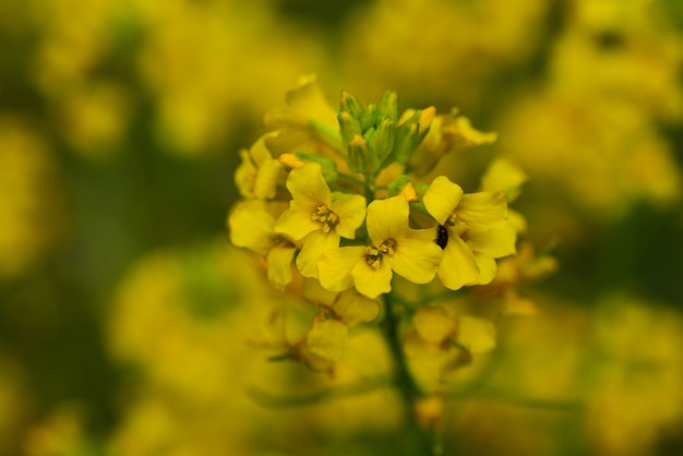 Käfer auf einer gelben Frühlingswildblume