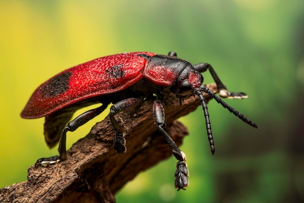 Foto käfer - coraliomela quadrimaculata