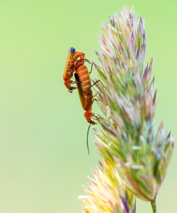 Foto käfer, die sich auf einem grasblatt paaren
