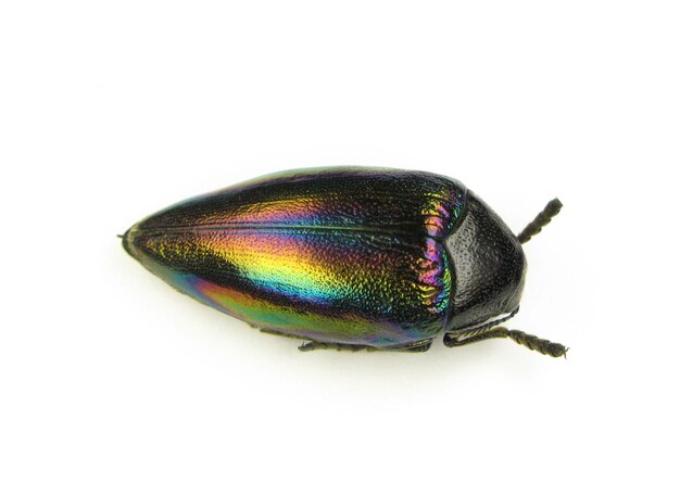 Käfer getrennt auf Weiß. Echter Prachtkäfer Sternocera Iris aus dem Kongo regenbogen schillernd metallisch