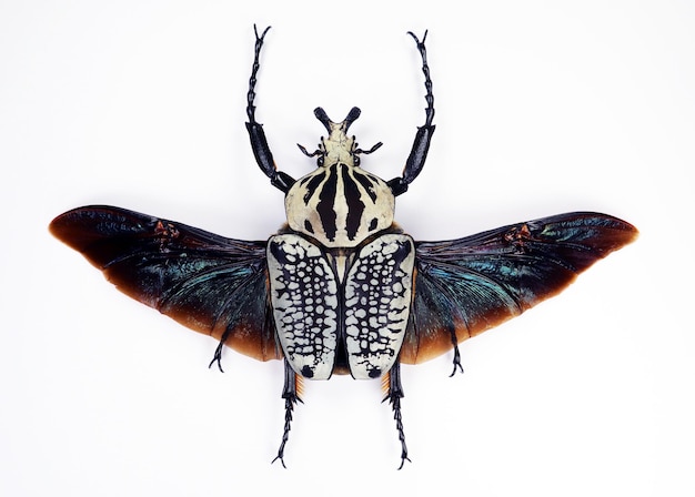 Käfer getrennt auf Weiß. Goliathus orientalis schwarze Flügel Nahaufnahme Makro, Sammlung von Insekten,