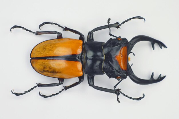 Käfer getrennt auf Weiß. Riesiger Hirschkäfer Odontolabis lacordairei Makro. Sammelkäfer lucanus