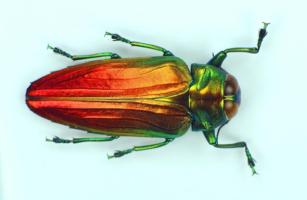 Käfer getrennt auf Weiß. Rot-orange-metallischer Juwelenkäfer Belionota sumptuosa Nahaufnahme Buprestidae