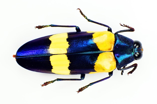 Käfer, isoliert auf weiss. Gelbblauer metallischer Prachtkäfer Chrysochroa mniszechi Makro Buprestidae
