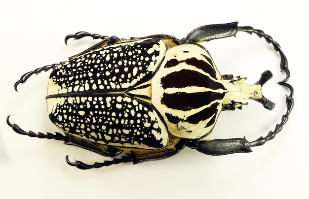 Foto käfer, isoliert auf weiss giand-blüte afrikanischer käfer goliathus orientalis hautnah sammlungskäfer