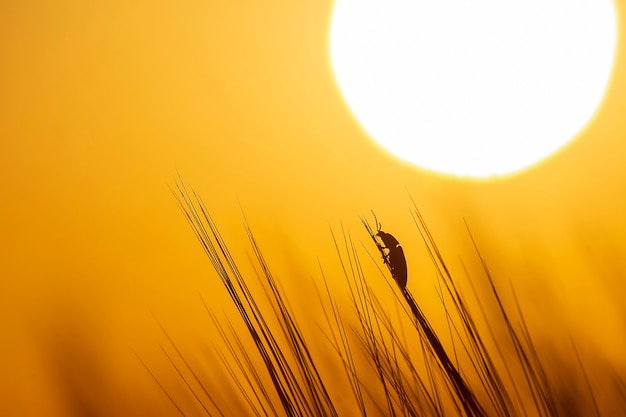 Käfer kriecht auf dem Gras vor dem Hintergrund der untergehenden Sonne. Botanik und Zoologie der Natur