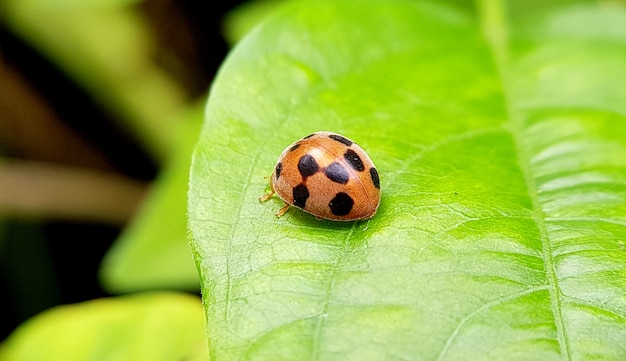 Foto käfer mit ansichten des natürlichen grünen hintergrundes