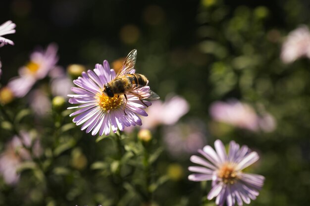 Käfer mit transparenten Flügeln an einem sonnigen Tag auf kleinen lila Blüten