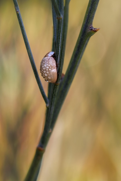 Käfer mit Wassertropfen auf der Schale