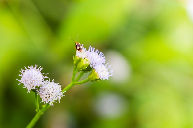 Käfer Schwarm Blume