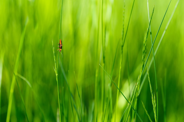 Käfer sitzt auf Gras