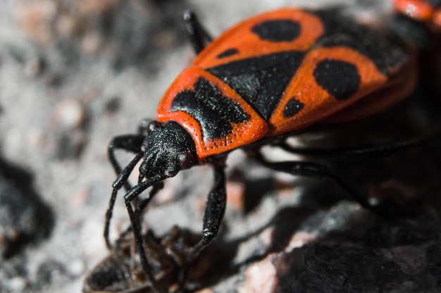 Käfer Soldat oder Feuerwanze in Makro mit verschwommenem Hintergrund Augen Kopf im Fokus und Körper in roten und schwarzen Farben mit Punkten Foto der Makrowelt