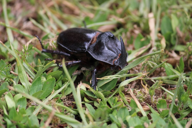 Foto käfer