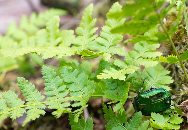 Käfergrüner Rosenkäfer sitzt auf einem Baumstumpf alias Cetonia aurata