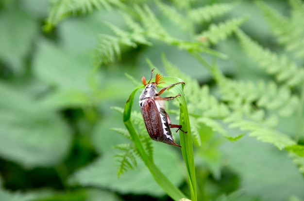 Käferkäfer sitzt auf einem Grashalm