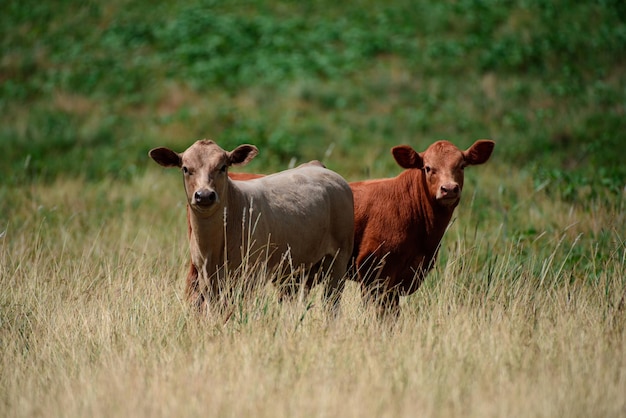 Kälber auf einer frischen grünen Wiese stehen Seite an Seite Kälberkuh auf dem Milchviehbetrieb