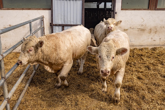 Kälber von Charolais-Rindern