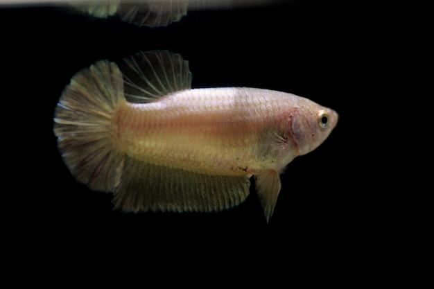 Kämpfende Fische der weiblichen Goldfarbe auf schwarzem Hintergrund