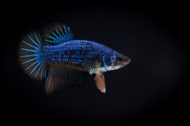 Kämpfender Fisch (Betta splendens) Fisch mit einem schönen