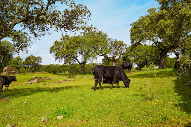 kämpfender Stier, der in Extremadura dehesa weiden lässt