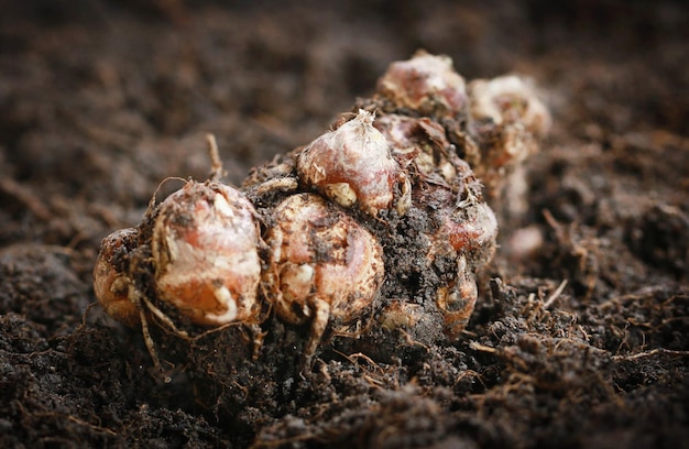 Kaempferia galanga, bekannt als aromatischer Ingwer im Boden
