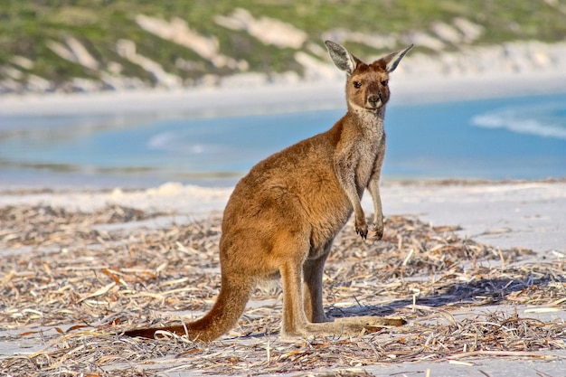 Foto känguru am strand