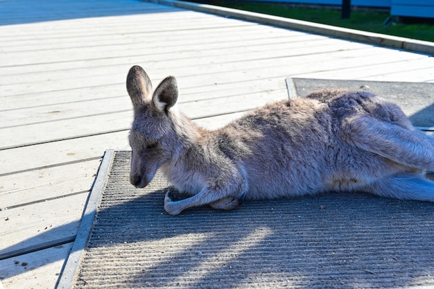 Känguru auf dem Gras Mondlicht Heiligtum Melbourne Australien