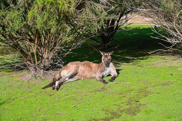 Känguru auf dem Gras Mondlicht Heiligtum Melbourne Australien