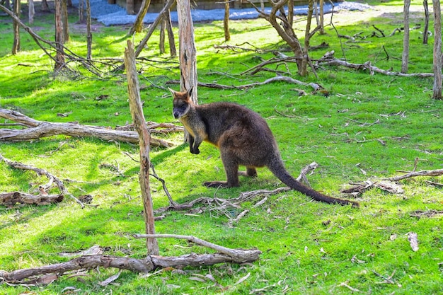 Känguru auf dem Gras Mondlicht Heiligtum Melbourne Australien