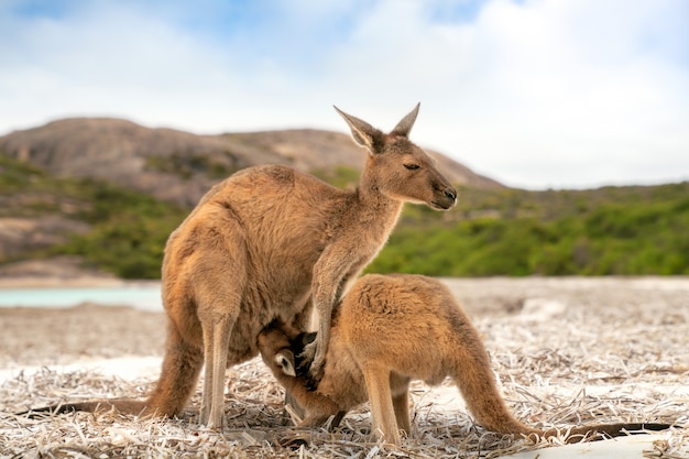 Känguru-Familie in der Lucky Bay im Cape Le Grand National Park nahe Esperance