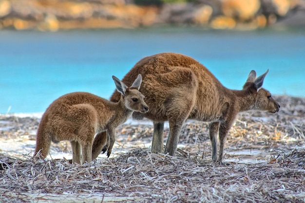 Foto känguru gegen das meer