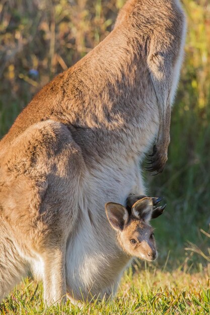 Foto känguru mit joey auf dem feld