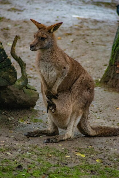 Foto känguru mit joey