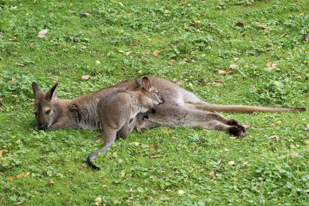 Kängurus auf einem Feld