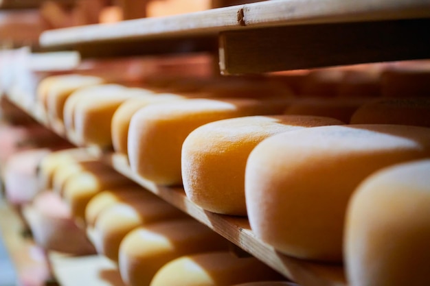 Käsefabrikproduktionsregale mit dem Altern des alten Käses lokales organisches leer