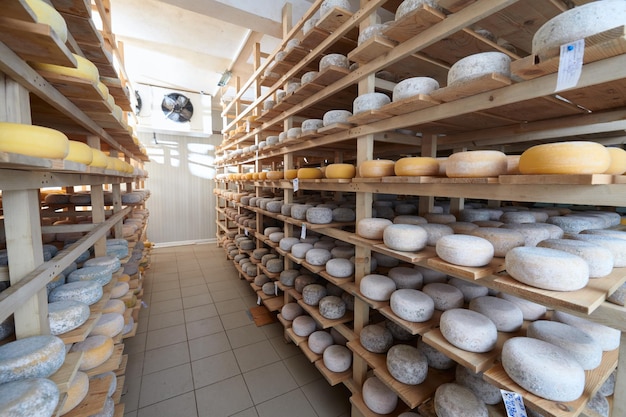 Käsefabrikproduktionsregale mit dem Altern des alten Käses lokales organisches leer