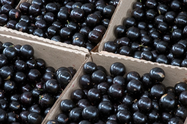 Kästen brasilianischer Grapetree oder Jabuticaba